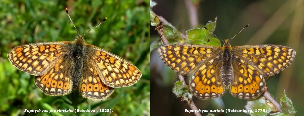 Euphydryas  provincialis / aurinia